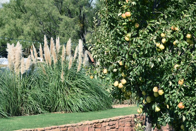 "Backdrop Of Walkway & Pampas Grass Used In Next Photos"